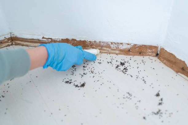 Best Spider Control Near Me  in Estell Manor, NJ